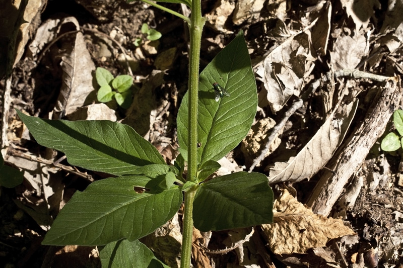 Lysimachia punctata / Mazza-d''oro punteggiata